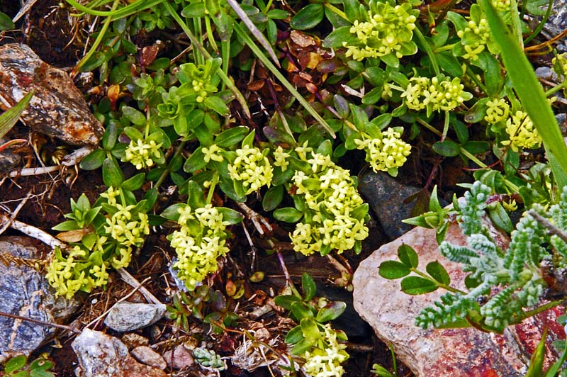 Rubiacea da determinare